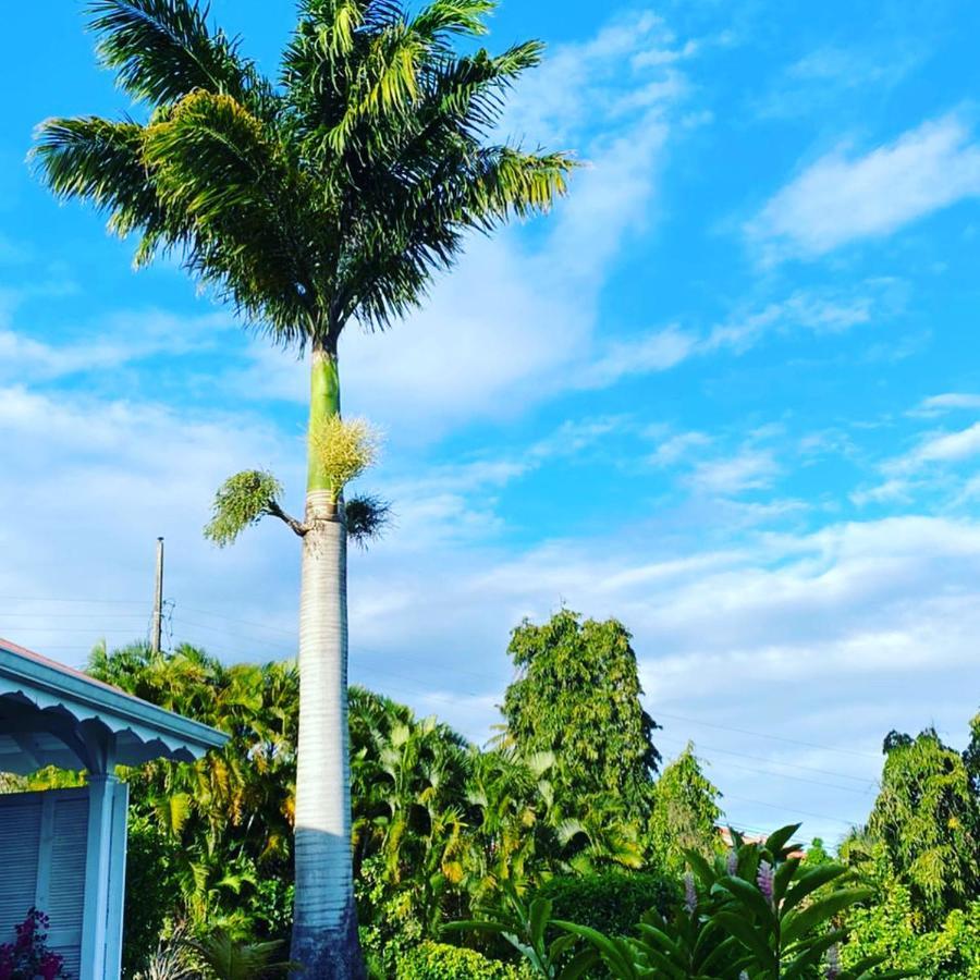 Villa Cajou Chambres D'Hotes Chez L'Habitant Et Zanzibar Cottage Труа-Ривьер Экстерьер фото